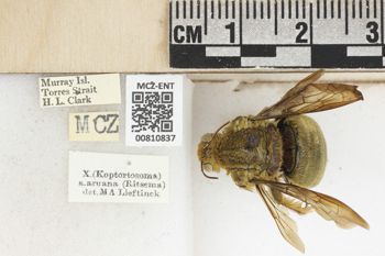 Media type: image;   Entomology 810837 Aspect: labels
